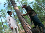 Fomentan forestales sanjuaneros extracción de resina de pino