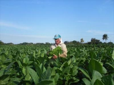 Sanjuaneros se recuperan en la cosecha tabacalera