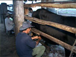 Empeñados campesinos sanjuaneros en producir mas leche