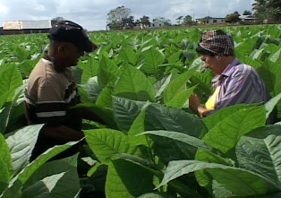 Agricultura de conservación en áreas de tabaco
