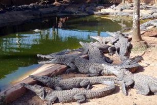 Aumenta en Pinar la reproducción en cautiverio del cocodrilo americano