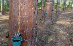 Al rescate de producción de resina de pino