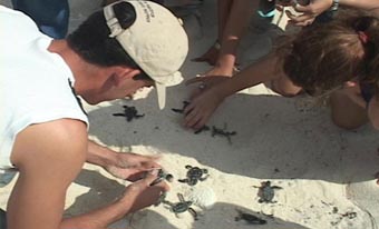 Etapa de desove de las tortugas en el poniente cubano