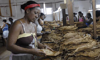 Por buen surco beneficio del tabaco en Pinar del Río
