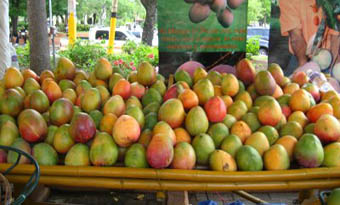 Notable cosecha de mango