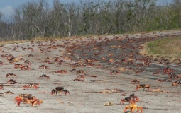 Termina invasión de cangrejos rojos en Guanahacabibes