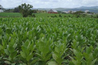 Plantarán en Pinar del Río nueva variedad de tabaco