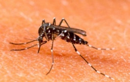 Llaman a mayor apoyo de la población contra el Aedes aegypti