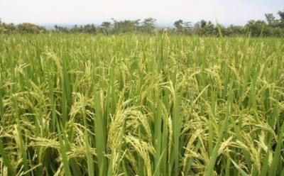 Iniciativas científicas mejorarán producción de arroz