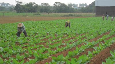 San Juan y Martínez por el éxito en la cosecha tabacalera