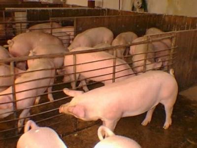 Elevarán producción de carne porcina en Pinar del Río