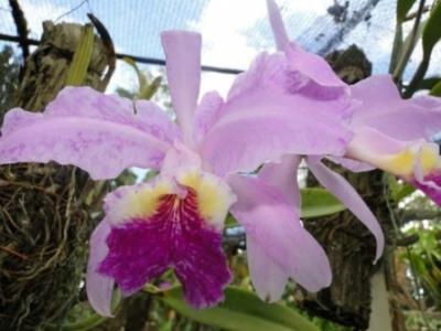 Reproducen orquídeas in vitro para apoyar su conservación