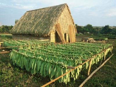 Renueva Cuba sus variedades tabacaleras