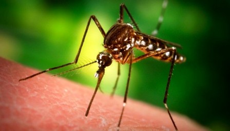 Cuba preparada para enfrentar el virus Chikungunya