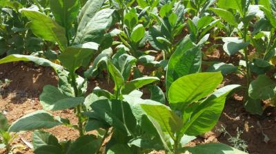 Nuevas variedades de tabaco de alto potencial en Pinar del Río